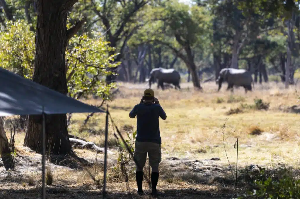 Action im Urlaub: Mann beobachtet zwei ausgewachsene Elefanten, die in der Nähe eines Safaricamps durch den Dschungel laufen.