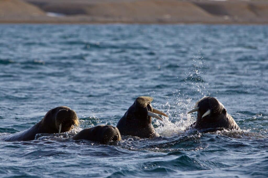 Eine Gruppe von Walrossen schwimmt in den kalten Gewässern von Sptizbergen in Norwegen