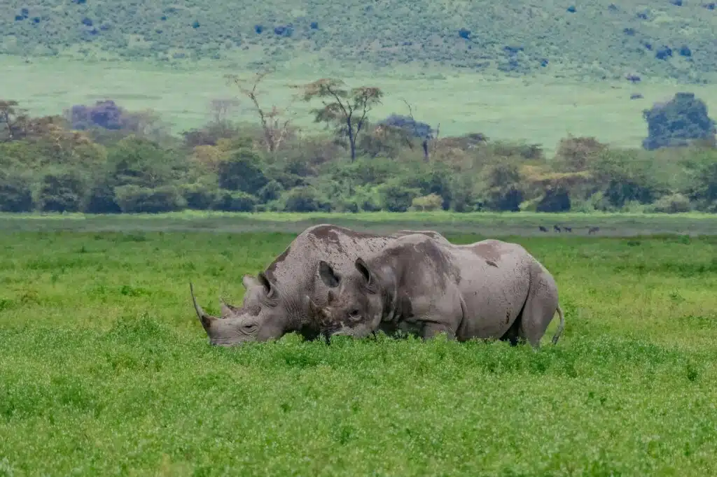 Two beautiful Rhinos in the crater highlands of Ngorongoro National Park in Tanzania.